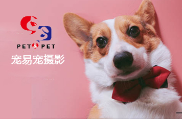 宠易宠摄影